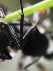 Habronestes hunti
