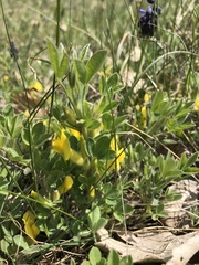 Chamaecytisus triflorus
