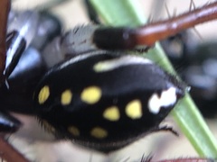 Habronestes hunti