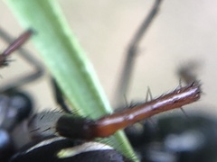 Habronestes hunti
