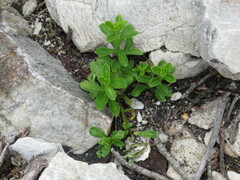 Pseudoselago verbenacea