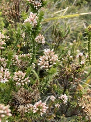 Sprengelia incarnata