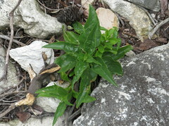 Teedia lucida