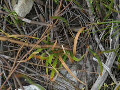 Capeobolus brevicaulis