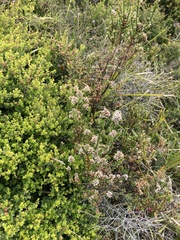 Sprengelia incarnata