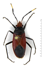 Ectatops ophthalmicus