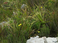 Bobartia longicyma magna