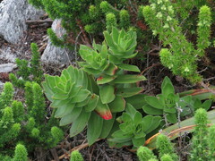 Crassula coccinea