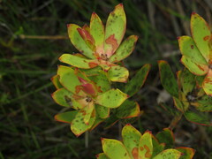 Leucadendron gandogeri