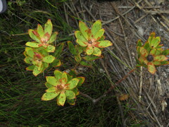 Leucadendron gandogeri