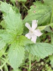 Silene latifolia