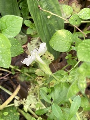 Silene latifolia