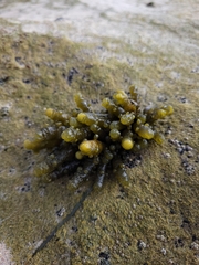 Splachnidium rugosum