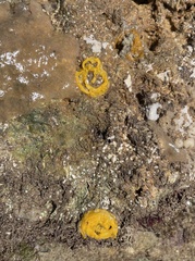 Dendrodoris arborescens