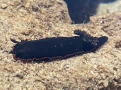 Dendrodoris arborescens