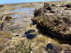 Dendrodoris arborescens