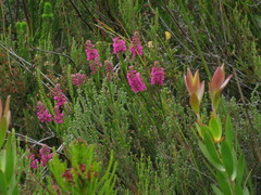 Erica pulchella