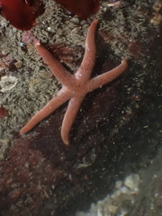 Henricia