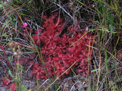 Drosera slackii