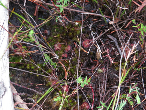 Image of Drosera admirabilis by (c) Jeremy Gilmore, some rights reserved (CC BY)