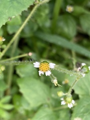 Galinsoga quadriradiata