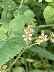 Galinsoga quadriradiata