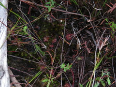 Drosera admirabilis