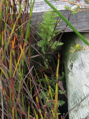 Thelypteris confluens