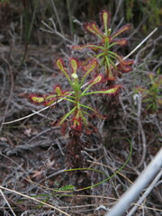 Drosera glabripes