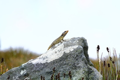 Pseudocordylus microlepidotus