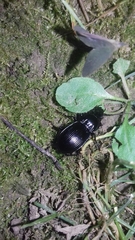Pterostichus melas