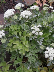 Kitagawia terebinthacea