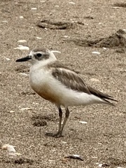 Charadrius obscurus aquilonius