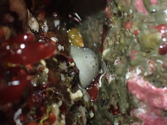 Acanthodoris nanaimoensis