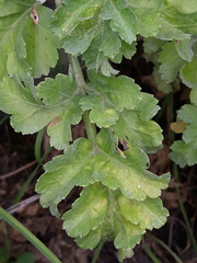 Kitagawia terebinthacea