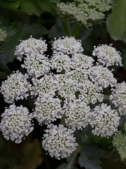 Kitagawia terebinthacea