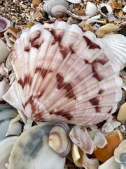 Pecten novaezelandiae