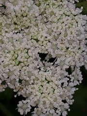 Kitagawia terebinthacea