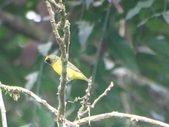 Euphonia minuta