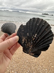 Pecten novaezelandiae