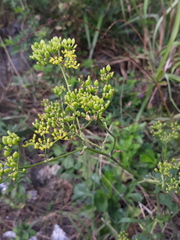 Kitagawia terebinthacea