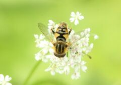 Parhelophilus