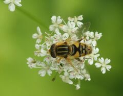 Parhelophilus