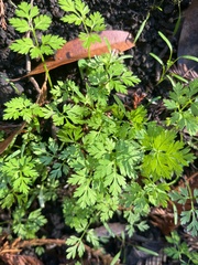 Anthriscus caucalis