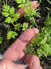 Anthriscus caucalis