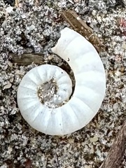 Spirula spirula