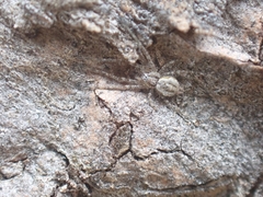 Tamopsis