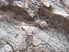 Tamopsis