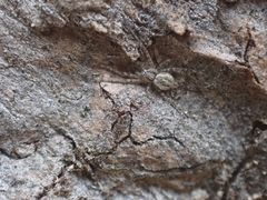 Tamopsis