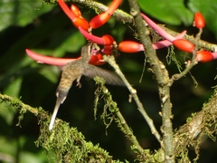 Phaethornis longirostris